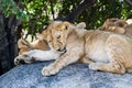 East African lion cubs and lioness in the shade Royalty Free Stock Photo