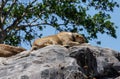 An African lioness radio-collared on a kopje Royalty Free Stock Photo