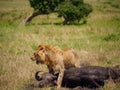 East african lion protecting his cape buffalo prey