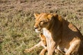 East African lioness with lion cubs & x28;Panthera leo melanochaita& x29; Royalty Free Stock Photo