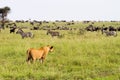 East African lionesses Panthera leo hunting in Serengeti