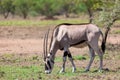 East African oryx, Awash Ethiopia Royalty Free Stock Photo