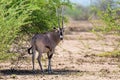 East African oryx, Awash Ethiopia Royalty Free Stock Photo