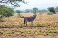 East African oryx, Awash Ethiopia Royalty Free Stock Photo