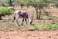 East African oryx, Awash Ethiopia Royalty Free Stock Photo