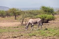 East African oryx, Awash Ethiopia Royalty Free Stock Photo