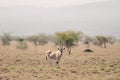 East African oryx, Awash Ethiopia wildlife Royalty Free Stock Photo