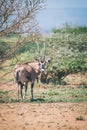 East African oryx, Awash Ethiopia wildlife Royalty Free Stock Photo