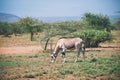 East African oryx, Awash Ethiopia wildlife Royalty Free Stock Photo