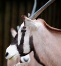 The East African oryx Oryx beisa Royalty Free Stock Photo
