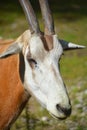 The East African oryx Oryx beisa, Royalty Free Stock Photo
