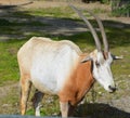 The East African oryx Oryx beisa, Royalty Free Stock Photo