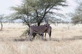 East African oryx Oryx beisa Royalty Free Stock Photo