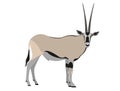 East African oryx, Oryx beisa Royalty Free Stock Photo