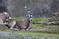 East African Oryx,Oryx beisa Royalty Free Stock Photo