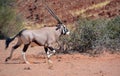 The East African oryx Oryx beisa Royalty Free Stock Photo