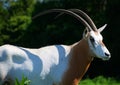 The East African oryx Oryx beisa Royalty Free Stock Photo