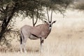 East African oryx Oryx beisa Royalty Free Stock Photo