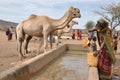 Camels at a water point-African pastoral life