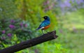 East African songbird of the starling family Superb Starling (Spreo superbus