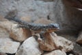 East African spiny tailed lizard Royalty Free Stock Photo