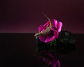 East African spiny-tailed lizard lizard sits on anemone flower. Photo of exotic pet on glass with reflection. Art photo Royalty Free Stock Photo