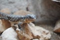 East African spiny tailed lizard Royalty Free Stock Photo