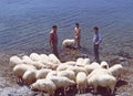 East Anatolya: three men with a herd of sheeps taking a bath