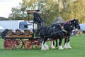 East Anglia Equestrian Fair pair of heavy horses and cart