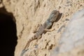 East Arabian Desert agama (Pseudotrapelus jensvindum) on a rock Royalty Free Stock Photo