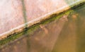 East Asian bullfrog tadpole in pond