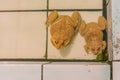 East Asian bullfrog tadpole in pond