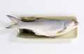 East Asian fourfinger threadfin