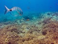 Fish in the ocean background, Diplodus sargus and Chromis limbata off the coast of the Canary Islands in the Atlantic ocean