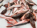 East Atlantic red gurnard, Chelidonichthys cuculus, for sale at a fish market