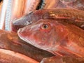 Red gurnard fish for sale at fish market