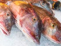 East Atlantic red gurnard for sale at a fish market