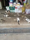 Feeding stray cats at a traditional market.