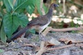 East Brazilian Chachalaca (Ortalis araucuan) perched on a log Royalty Free Stock Photo