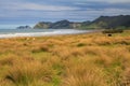 East Cape, New Zealand. Tussock growing on the coastline