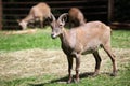 East Caucasian tur (Capra caucasica cylindricornis). Royalty Free Stock Photo