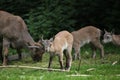 East Caucasian tur (Capra caucasica cylindricornis). Royalty Free Stock Photo