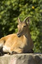 East caucasian tur female