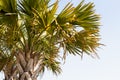 East Coast Palm Tree on Beach with sky Top Tight Crop at Myrtle Beach East Coast Royalty Free Stock Photo