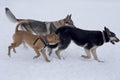 East european shepherd, american pit bull terrier puppy and czechoslovak wolfdog are running on a white snow in the Royalty Free Stock Photo