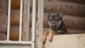 Cheerful shepherd puppy. East European Shepherd Dog German Shepherd East European Shepherd Dog in the aviary.