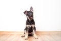 East European Shepherd puppy with a hanging ear sits on the wooden floor against the backdrop of a white wall inside the Royalty Free Stock Photo