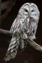 East European Ural owl Strix uralensis uralensis Royalty Free Stock Photo