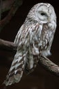 East European Ural owl Strix uralensis uralensis