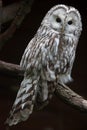 East European Ural owl Strix uralensis uralensis Royalty Free Stock Photo